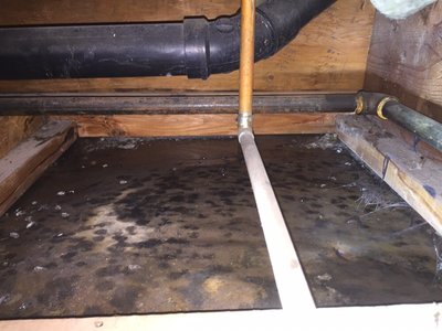 Mold can plague any San Diego home. Mold removal & remediation can have it safely removed